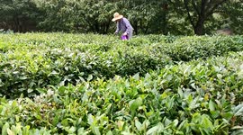 Farmer Picks Tea In Yichang, Hubei, China