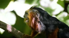 Tamarins are expecting a family and the zookeepers are thrilled