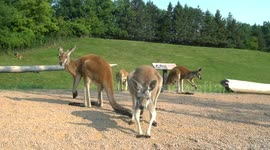 Kangaroos, wallabies cause people to travel around world to get a peak