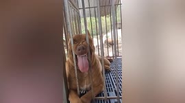 Pet Pitbull looks like smiling when she squeezes face between railings of cage