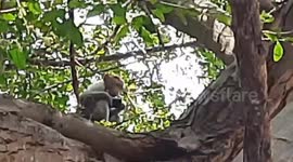 Monkey thief - Monkey stole coconut vendors mobile and attended the call in South India