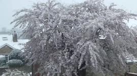 Spring or winter? UK cherry blossom gets dusting of SNOW in North Yorkshire