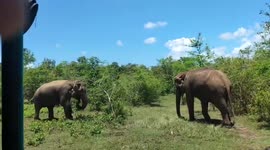 Elephants battle each other just metres away from safari vehicle in Sri Lanka