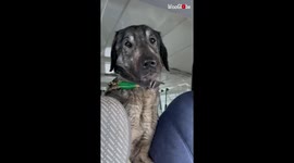 Skinny dog found abandoned on roadside gets new lease of life after being rescued