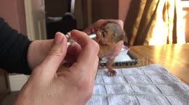 Meet the couple who foster red SQUIRREL kittens