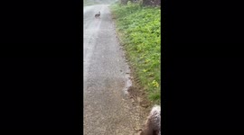 Hare hops across road in Suffolk as snow showers hit UK