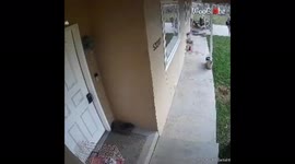 'CRAZY rooster chases girl to her doorstep *SHE WAS RUNNING FOR HER LIFE!*'