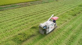 Autumn Harvest In Huaian, Jiangsu, China