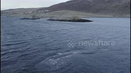 Drone footage shows a 50-tonne sperm whale being escorted out to sea off the coast of Shetland