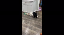 The new year was off to an interesting start. Puppy shows cat who’s in charge