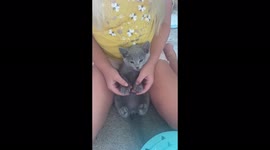 Adorable kitten loving attention