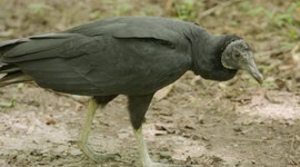 Why Are Vultures Considered By Many to Be Heroic?