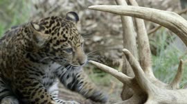 Climbing Trees With Mom Is A Favorite Pastime For This Young Jaguar Cub