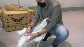 Pet Owners Show off their Sporting Birds at a Pet Fair near Bangkok