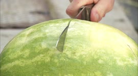 This Huge Hippo Celebrates His 1st Birthday With Some Watermelon