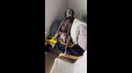 Funny chocolate lab sits in very human way