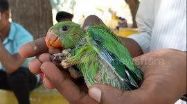 A teen in South India dares his life to save baby parrots from a dried tree.