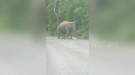 Drivers have scary encounter with wild elephant on road in Thailand