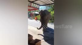 Hungry elephant 'smells omelette being cooked' and wanders over to shop for a snack