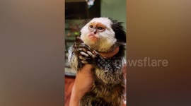 Tiny pet marmoset hugs owner's finger while enjoying tasty snack