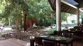 Wild elephant with infected tusk rampages through canteen in central Thailand