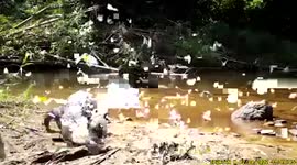 Wild Siamese crocodile calmly sleeps while dozens of white butterflies fly above its home