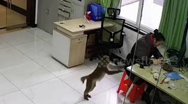 Woman lets out scream of terror as monkey steals food from her table