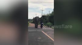 Friendly elephant walks alongside motorist in Thailand