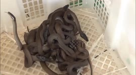 Shocking video shows hundreds of protected species seized from smugglers at Indonesian airport