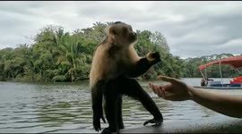 A capuchin monkey is offered a piece of bananas by tourists on a boat then return in the jungle. Panama Canal. 19 march 2022.