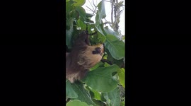 Sloth eats leaves on a tree with its head upside down while looking at tourists, which amuses them. 19 mars 2022. Panama