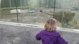 Lion around