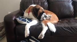 Saint Bernard conquers her fear of the kitten