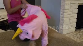 Dog dressed as unicorn jumps around