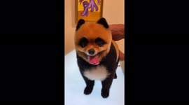 Creative dog groomer transforms Pomeranian pup into a PANDA