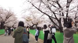 Sakura season! Tokyo locals take pictures with impressive cherry blossom backdrop
