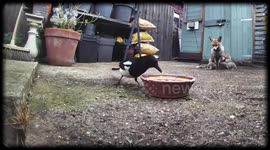 Cheeky magpie snatches food laid out for fox mum and kits