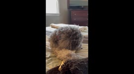 Gray mini poodle Sammy enjoys a bone and a tummy rub
