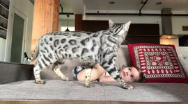 Baby gets investigated by his older bengal cat brother, who are best friends in the making