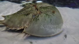 Blue blood crabs? Why horseshoe crabs are fascinating