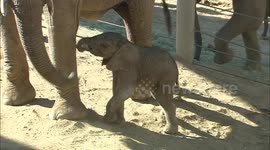 Get to know this adorable new-born elephant