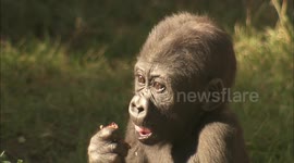 Record-setting gorilla party for special birthday