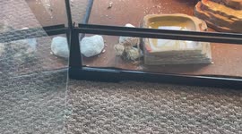 Baby Bearded Dragon Eats Roach