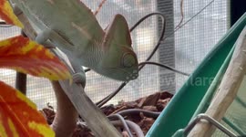 Baby Chameleon Eats a Cricket