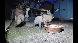 Is this the greediest , cutest London urban fox cub EVER feasting on Lidl dog food and raw eggs ?