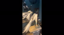 Dancing cockatiel goes crazy to old school rap, bops head, shows wings