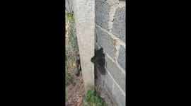 Wide-eyed dog is rescued after getting its head stuck between fence and wall
