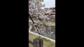 Walk along the Ashiya River near Kobe, Japan in Cherry Blossom season!