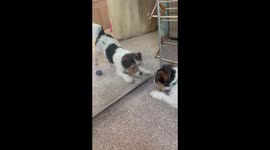 Funny dog barking at itself in mirror