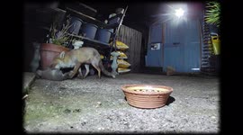 London mother vixen plays and snuggles and shows her beautiful love with UBER cute new born cub caught on Amazon Ring